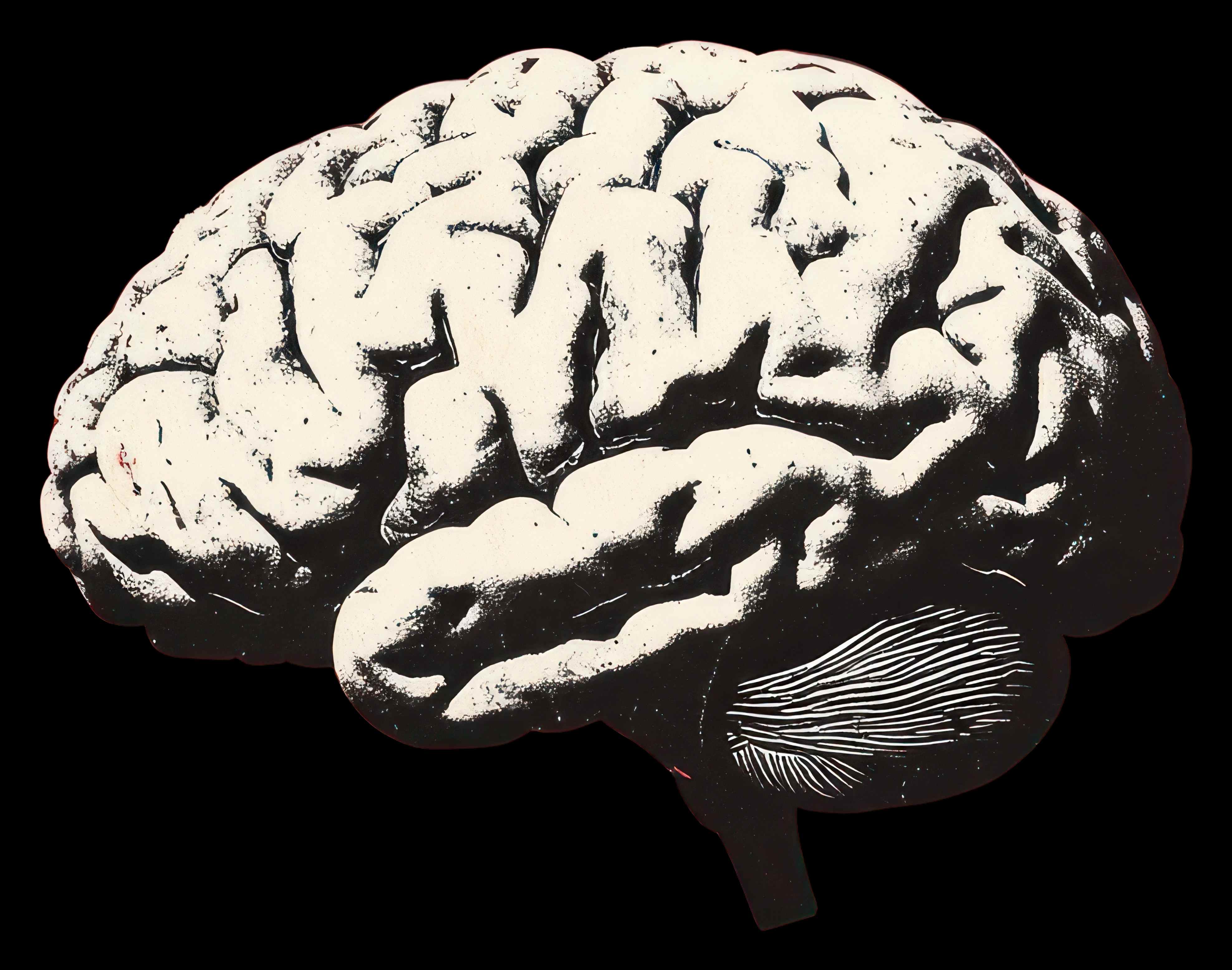 QUNEU Brain Anatomy